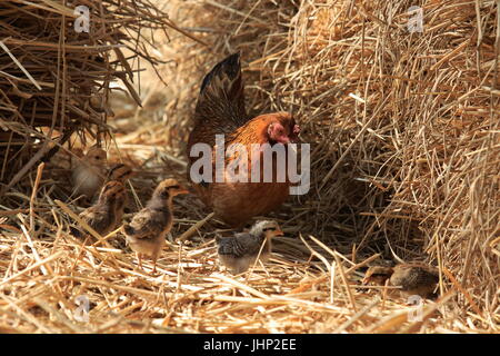 La mère poule avec ses bébés à Tikoil Nachole dans village de l'upazila de Chapainawabganj du Bangladesh. Banque D'Images