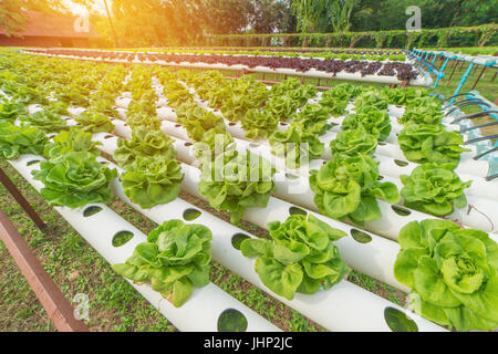 Légumes hydroponiques biologiques dans la culture ferme. Banque D'Images