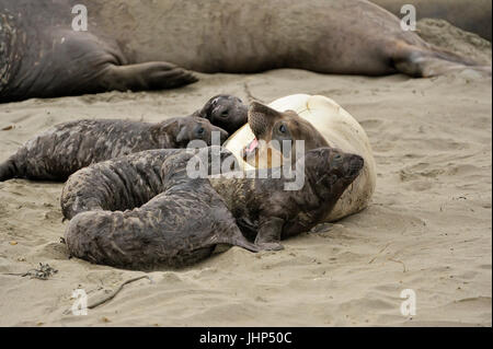 Éléphant de mer du Nord (Mirounga angustirostris) femmes dormir avec chiot dans l'élevage de plage rookery, San Simeon, Rookery, Piedras Blancas, Californie Banque D'Images