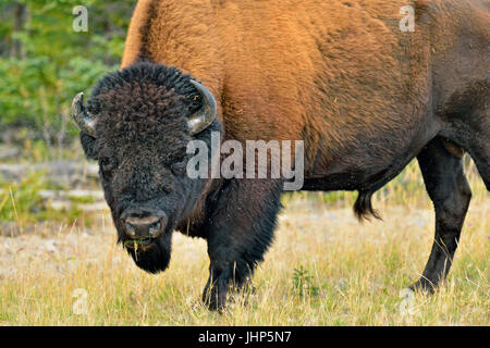 Wood Buffalo Bisons d'Amérique (Bison bison athabascae) Bull, en bordure de la rivière Mackenzie gestion Wood Buffalo, Territoires du Nord-Ouest, Canada Banque D'Images