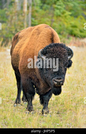 Wood Buffalo Bisons d'Amérique (Bison bison athabascae) Bull, en bordure de la rivière Mackenzie gestion Wood Buffalo, Territoires du Nord-Ouest, Canada Banque D'Images