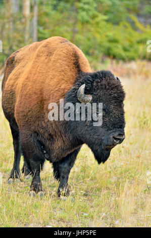 Wood Buffalo Bisons d'Amérique (Bison bison athabascae) Bull, en bordure de la rivière Mackenzie gestion Wood Buffalo, Territoires du Nord-Ouest, Canada Banque D'Images