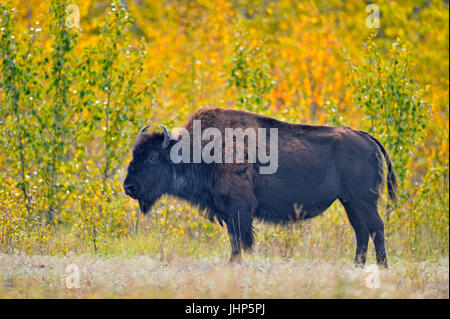 Wood Buffalo Bisons d'Amérique (Bison bison athabascae), Fort Providence, Territoires du Nord-Ouest, Canada Banque D'Images