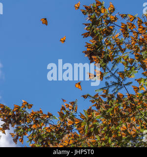 Les papillons monarques sur branche d'arbre en fond de ciel bleu, Michoacan, Mexique Banque D'Images