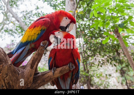 Un Scarlet macaw (Ara macao) nettoyant un autre sur la branche. Mexique Banque D'Images