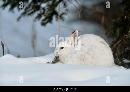Divers/le lièvre (Lepus americanus) pelage d'hiver. Le repos, le Grand Sudbury, Ontario, Canada Banque D'Images