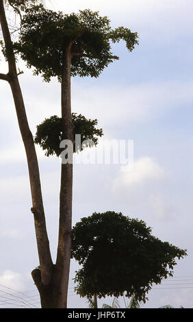 Arbre généalogique rare ; Porto Velho, Rondônia, Brésil Banque D'Images