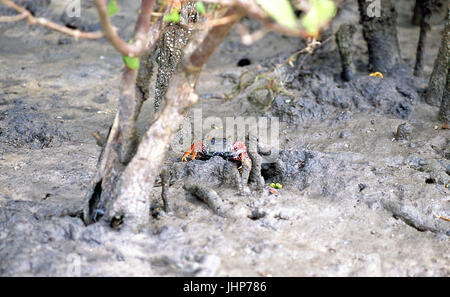 Aratus ; ; Mangue Seco Bahia, Brésil Banque D'Images