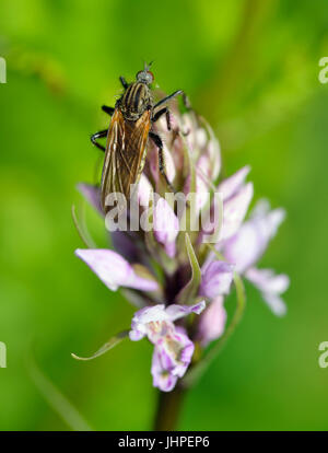 Une danse Fly - Empis tessellata femelle sur la commune - Orchidée Dactylorhiza fushsii Banque D'Images