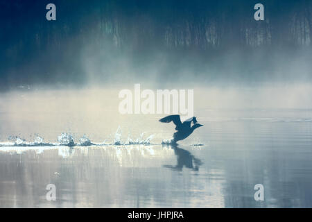 Paysage de printemps avec Loon (Misty morning). Bird étaient dispersés sur l'eau du lac en forêt brumeuse. Photo a valeur artistique. Style d'art de la photo. HDR- Banque D'Images