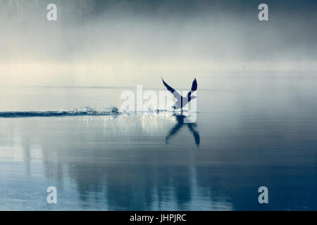 Paysage de printemps avec Loon (Misty morning). Bird étaient dispersés sur l'eau du lac en forêt brumeuse. Photo a valeur artistique. Style d'art de la photo. HDR- Banque D'Images