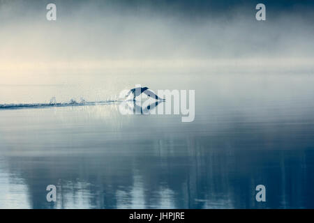 Paysage de printemps avec Loon (Misty morning). Bird étaient dispersés sur l'eau du lac en forêt brumeuse. Photo a valeur artistique. Style d'art de la photo. HDR- Banque D'Images