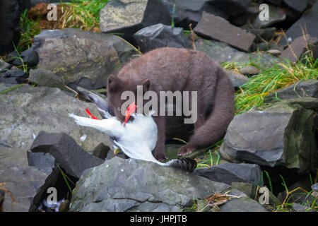 Du vrai tueur et predator (en colère ou effrayé-nerveusement des yeux). Blue Fox ronger mouette, pris sur le Rookery. Aleutian-Commander Islands Banque D'Images