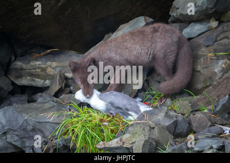 Du vrai tueur et predator (en colère ou effrayé-nerveusement des yeux). Blue Fox ronger mouette, pris sur le Rookery. Aleutian-Commander Islands Banque D'Images