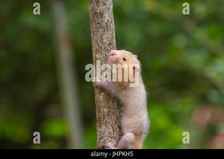 Bambou moindre Rat dans la nature, la Thaïlande (Cannomys badius) Banque D'Images