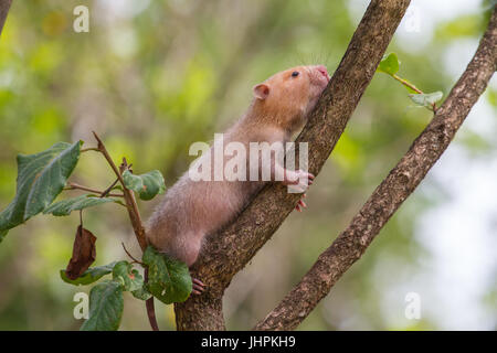 Bambou moindre Rat dans la nature, la Thaïlande (Cannomys badius) Banque D'Images