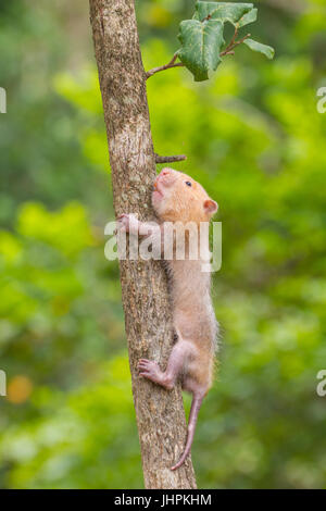 Bambou moindre Rat dans la nature, la Thaïlande (Cannomys badius) Banque D'Images