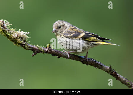 Une femelle tarin s'asseoir sur une branche à la légèrement vers le bas à gauche Banque D'Images