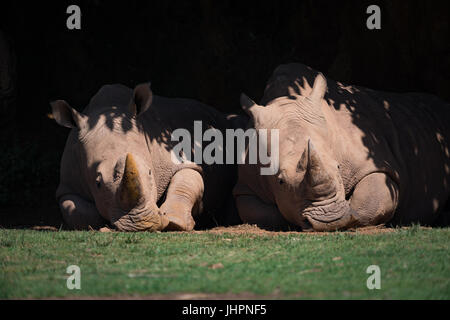 Deux rhinocéros blanc couché sous le couvert feuillu Banque D'Images