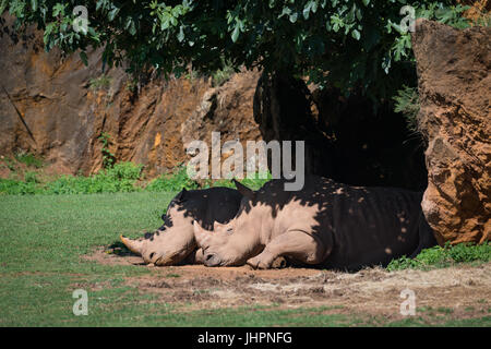 Rhinocéros blanc dormant dans l'ombre sous les arbre Banque D'Images