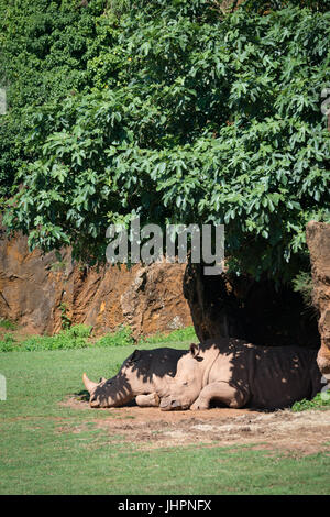 Rhinocéros blanc somnole à l'ombre de Bush Banque D'Images