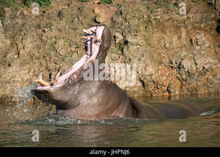 Tête de levage d'hippopotame retour à la bouche ouverte Banque D'Images