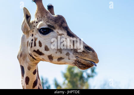 Profondeur de champ à close up de coller légèrement girafe sa langue Banque D'Images