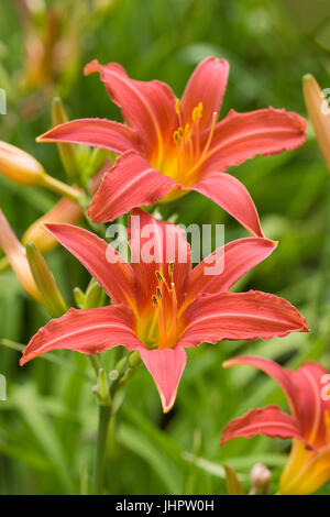 Hemerocallis rouge fleur. Banque D'Images