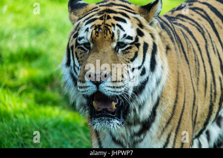 Un grand Amur Tiger Banque D'Images