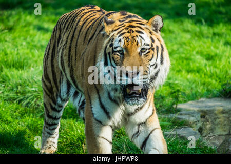 Un grand Amur Tiger Banque D'Images