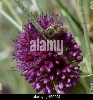 Libre d'abeille posée sur la tête de fleur d'allium purple Banque D'Images