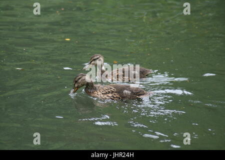 Anas platyrhynchos Canard colvert, canard colvert, canard, lait, petit canard, Anas platyrhynchos Canard, Banque D'Images