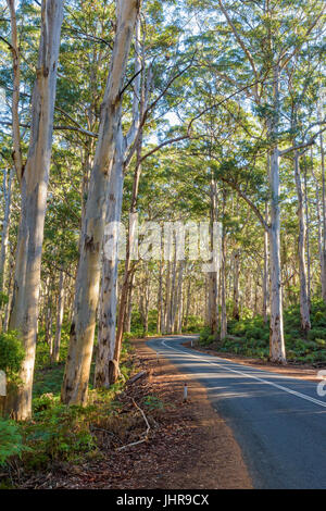 Caves Road à travers les grands arbres de Boranup Karri Forest dans le Parc National Leeuwin-Naturaliste dans la région de Margaret River en Australie de l'Ouest Banque D'Images