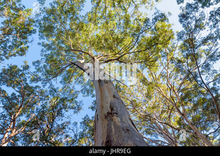 À la recherche jusqu'à la canopée de la Boranup Karri Forest dans le Parc National Leeuwin-Naturaliste dans la région de Margaret River au sud ouest de l'Australie Banque D'Images