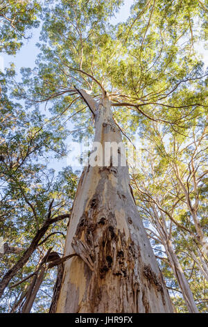 À la recherche jusqu'à la canopée de la Boranup Karri Forest dans le Parc National Leeuwin-Naturaliste dans la région de Margaret River au sud ouest de l'Australie Banque D'Images