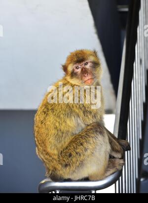 Gibraltar Barbary macaque assis sur une main courante Banque D'Images