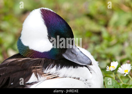 Le petit garrot, Canard (Bucephala albeola) mâle en plumage nuptial, captive, West Sussex, Angleterre, Royaume-Uni. Banque D'Images