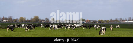Panorama photo du noir et blanc dans les pâturages des vaches holstein néerlandais Banque D'Images