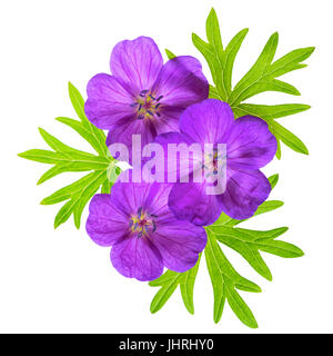 Close up Vue de dessus de belles fleurs de mauve Bloody Crane's-bill Géranium fleur avec des feuilles vertes est isolé sur fond blanc, télévision lay Banque D'Images