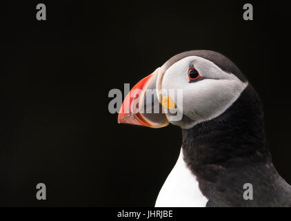 Close up d'un macareux moine (Fratercula arctica) sur fond sombre naturel, Shetland, UK Banque D'Images