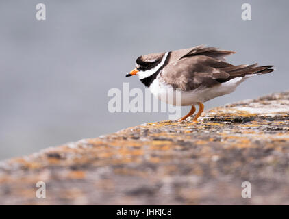 Un grand gravelot (Charadrius hiaticula) perché sur un mur de la mer, Shetland, UK Banque D'Images