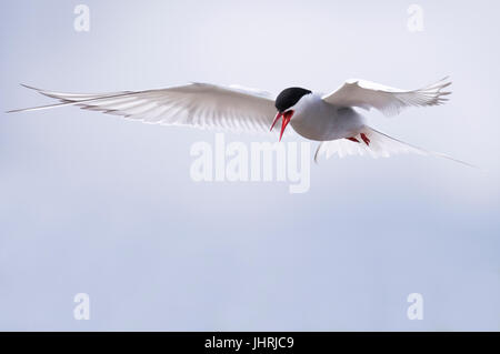 Une sterne arctique (Sterna paradisaea) planant, Shetland, UK Banque D'Images