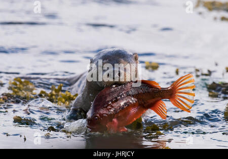 Eurasian loutre (Lutra lutra) retour au port de manger un juste pris Lumpsucker, Shetland, UK Banque D'Images