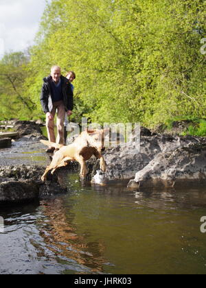 Labrador saute dans la rivière Wye Banque D'Images