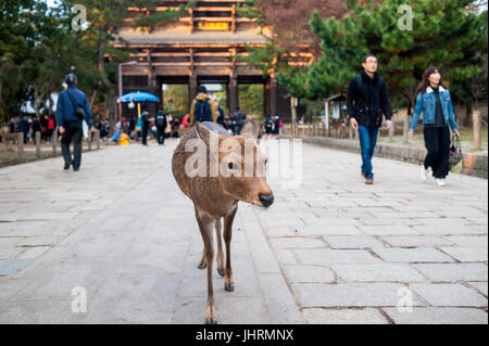 Apprivoiser le cerf sika à l'extérieur (Todaiji Temple Todai-ji), Nara, Japon Banque D'Images