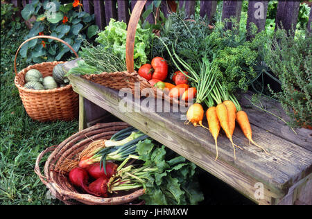 Les produits du jardin fraîchement cueillis sur banc en bois rustique, dans des paniers contre barrière en bois Banque D'Images