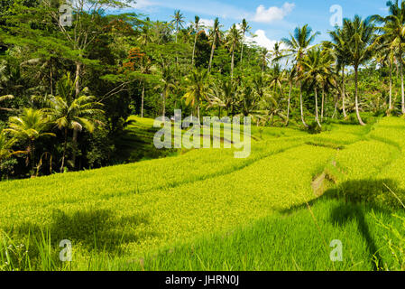 Terrasse vue sur les rizières et les cocotiers en Asie Banque D'Images