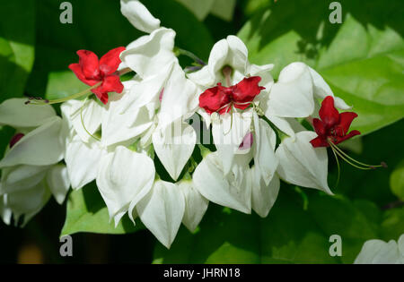 Le Cœur-Glorybower - Clerodendrum thomsoniae tropicales de l'Afrique de l'Ouest Banque D'Images