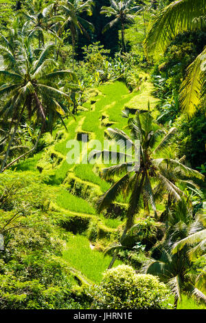 Terrasse vue sur les rizières et les cocotiers en Asie Banque D'Images