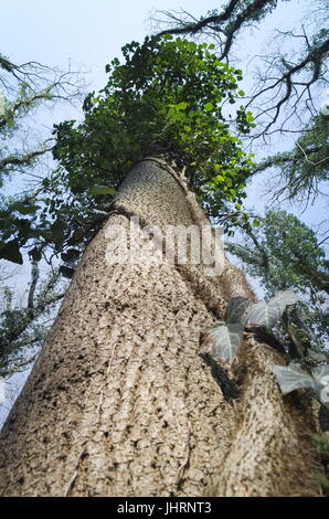 Arbre géant d'en bas un jour de printemps Banque D'Images